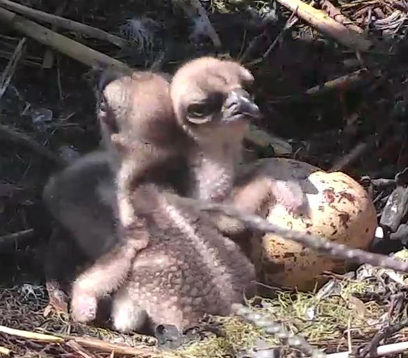 Two Osprey chicks hug an unhatched egg.