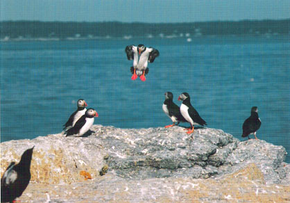 fortyth-puffins.jpg